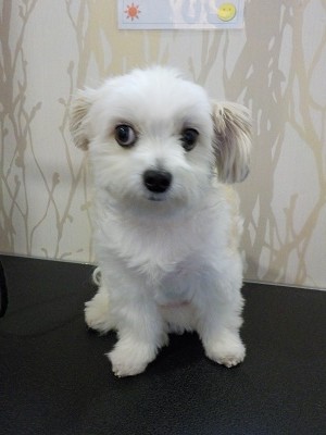 『今日から長めね！』