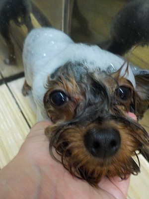 11-15%e3%81%a6%e3%81%83%e3%82%80-2