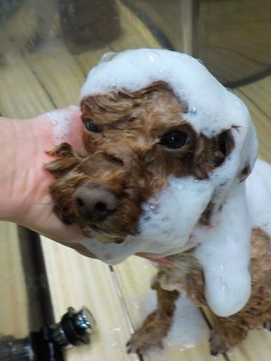 11-17%e3%81%93%e3%81%9f-2