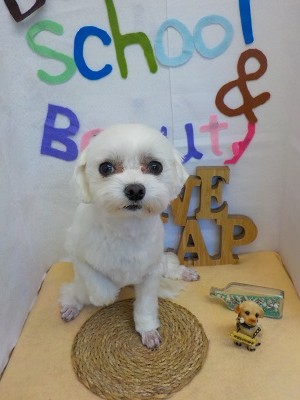 『真っ白にサラサラになったー♪』