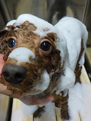 11-17%e3%81%af%e3%81%aa-2