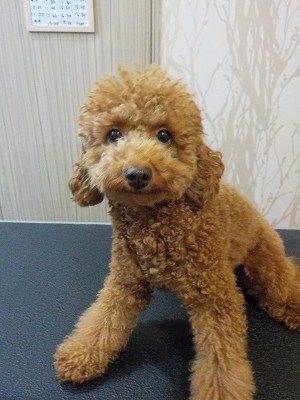 『この前と同じ感じで☆』