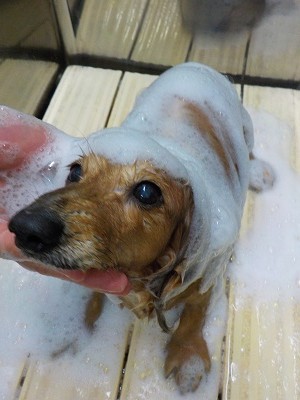 11-18%e3%81%95%e3%81%8f%e3%82%89-2