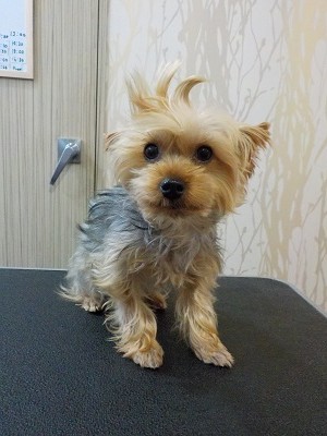 『伸びてきたでしょ♪』