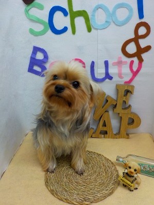 『もっと伸ばすよー☆』