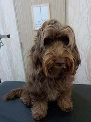 『シャンプーよろしく♪』