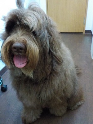 『ふわふわになりました☆』