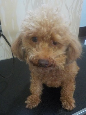 『バッサリ頼むよ！』