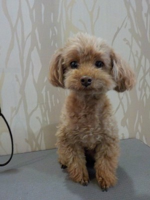 『この前きって気がしちゃうんだけどねー』