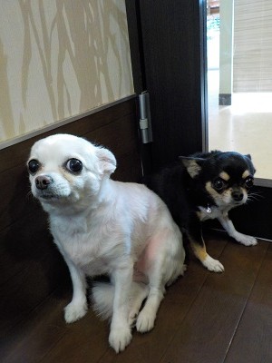 『今日も綺麗に整えてね☆』