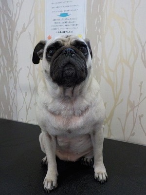 『サラサラにお願いしますね！』