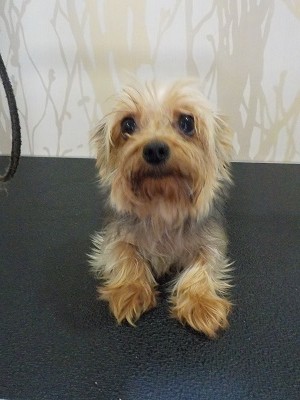 『今回も短くお願いします！！』