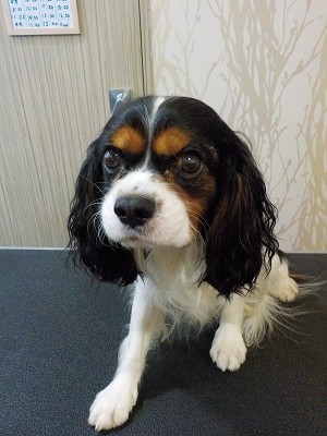 『真っ白になって帰るぞー！』