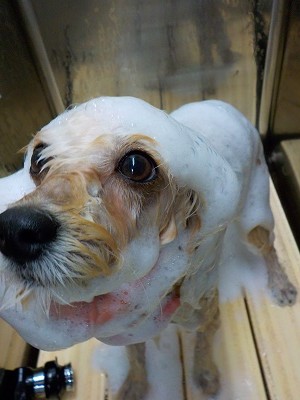 11-21%e3%81%b5%e3%82%8f-2