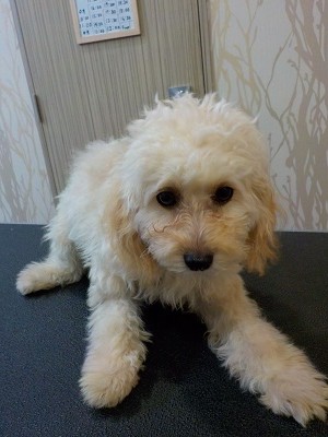 『綺麗に整えてください！』