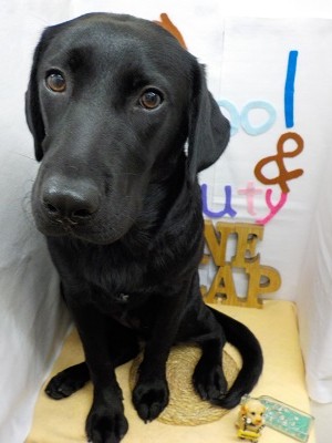 『つやつやだ！！』