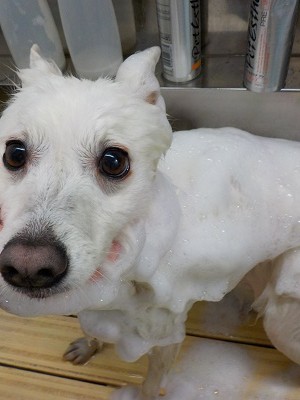 11-21%e3%82%8f%e3%81%95%e3%81%b3-2