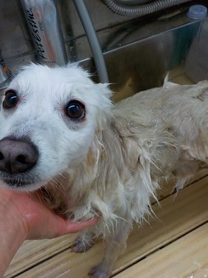 11-21%e3%82%8f%e3%81%95%e3%81%b3-3