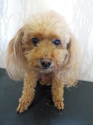 『いつも通りでいいかなー！』