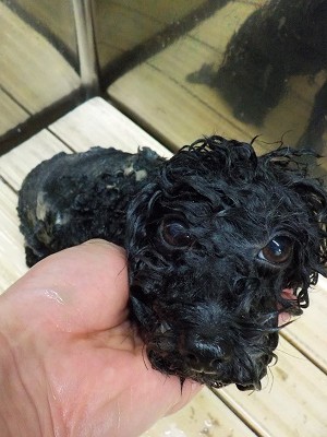 11-3%e3%81%93%e3%81%93-3