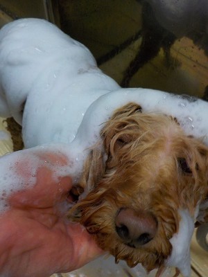 11-3%e3%81%a1%e3%81%a3%e3%81%b7-2