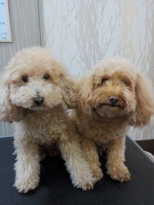 『いつもどおりふわふわサラサラにしてね！』