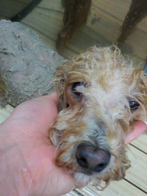 11-3%e3%81%bd%e3%81%a6-3