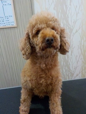 『この前の感じで、ちょっと長めに！』