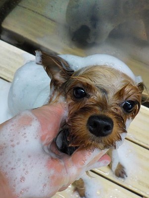 11-4%e3%81%af%e3%81%aa-2