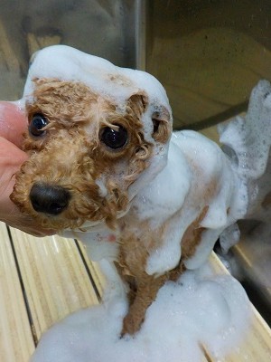 11-4%e3%82%81%e3%82%8b-2