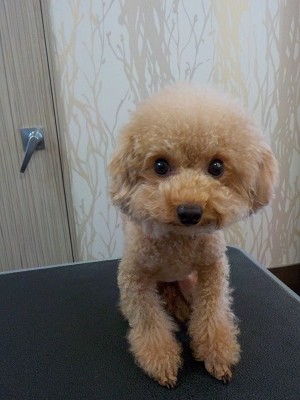 『ふわふわにしてください!』