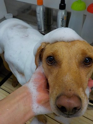 11-4%e3%82%8b%e3%81%84-2