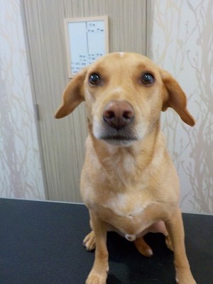 『サラサラにしてください!』