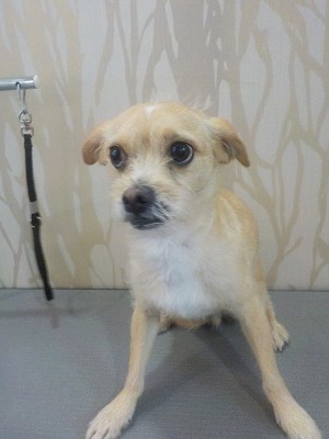 『モヒカンの調整お願いしますよ』