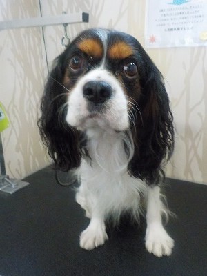 『今回もサラサラにお願いします！』