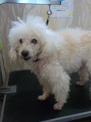 『いやー、だいぶ伸びちゃってさ！』