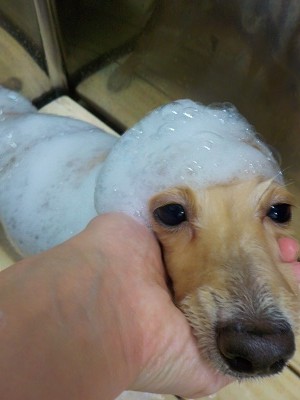 11-5%e3%81%93%e3%81%af%e3%81%8f-2