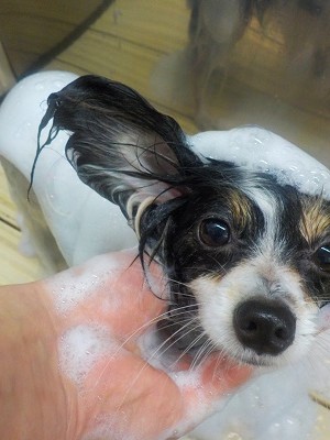 11-5%e3%81%b5%e3%81%8f-2