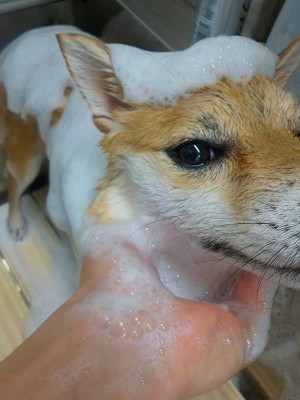 11-6%e3%81%a1%e3%82%83%e3%82%8d-2