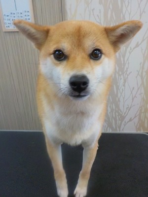 『抜け毛すごいかもー』