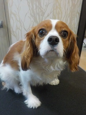 『あまり短くしない方が良いよね！』