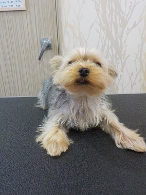 『いつもより長めにお願いします！』