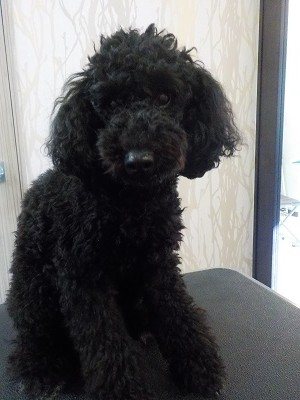 『いつもみたいにしてもらえれば！』