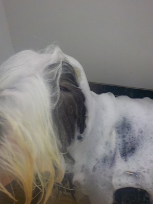 11-8%e3%81%bd%e3%81%8f-2