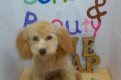 『ふわふわになりました♪』