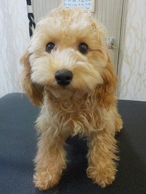 『この前みたいにお願いします！！』