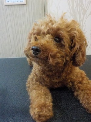 『短くお願いします！』