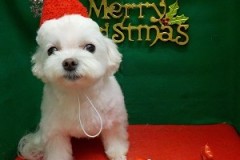 『どうかしら？』