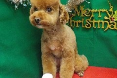 『どうっスか？！』