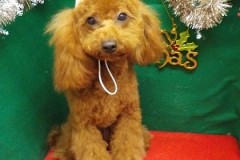 『かわいくなったでしょ♪』